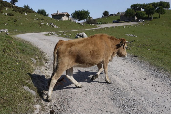 Una vaca precavida